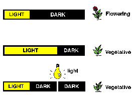 Photoperiod lights