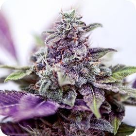 Purple Haze Purple Haze