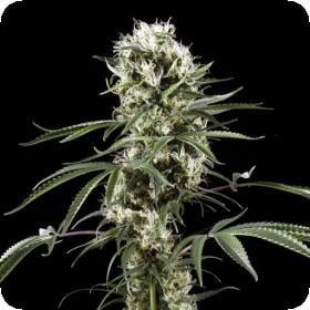 SUPER LEMON HAZE SUPER LEMON HAZE