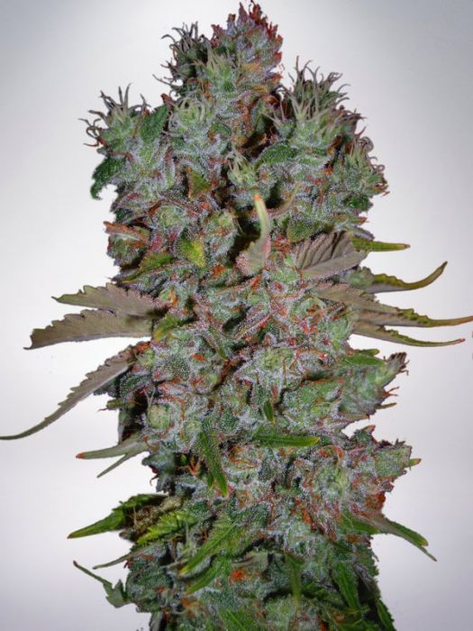 Auto Blueberry Domina Auto Blueberry Domina