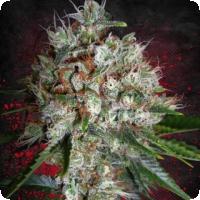 Big Bud XXL Feminised Seeds