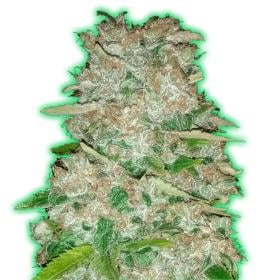 Monster Gorilla Glue Feminised Seeds Monster Gorilla Glue Feminised Seeds