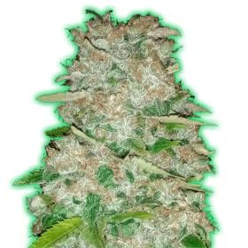 Monster Gorilla Glue Feminised Seeds