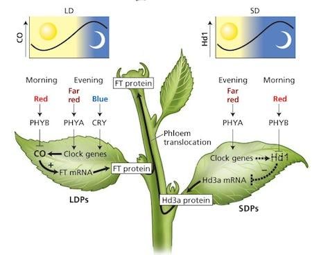 photoperiod sunlight