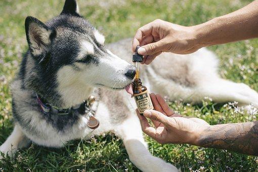 Cannabis Dog CBD