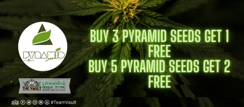 Pyramid Seeds Vault Offer