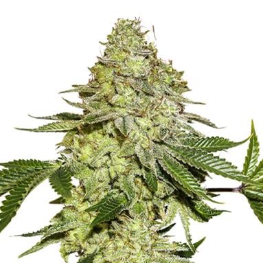 Sherbet Feminised Seeds 5 Seed Stockers