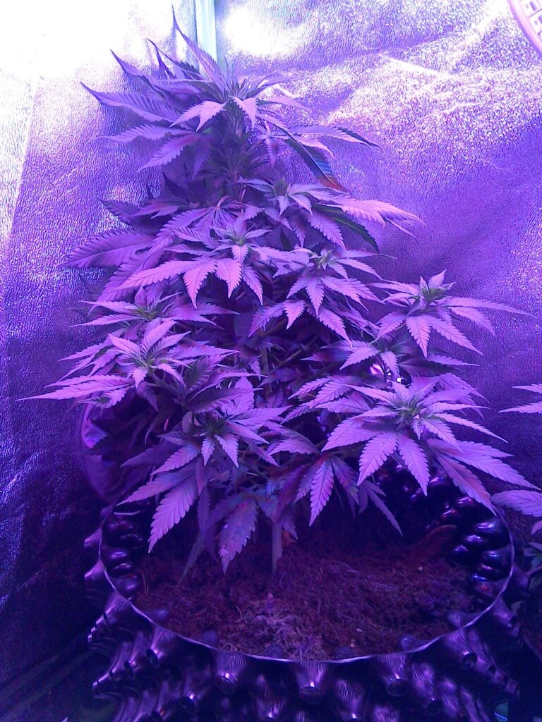 Phoenix Seeds Northern Lights