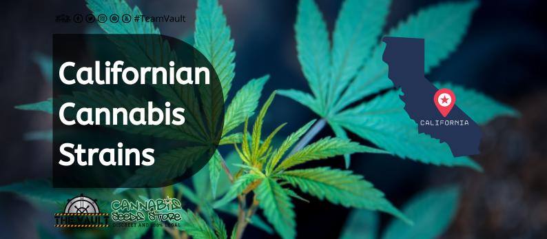 The Vault Cannabis Seed Store 13