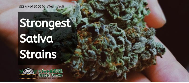 The Vault Cannabis Seed Store 14