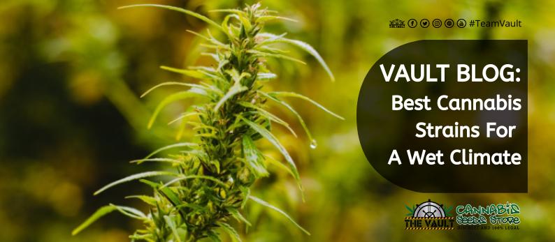 The Vault Cannabis Seed Store 5