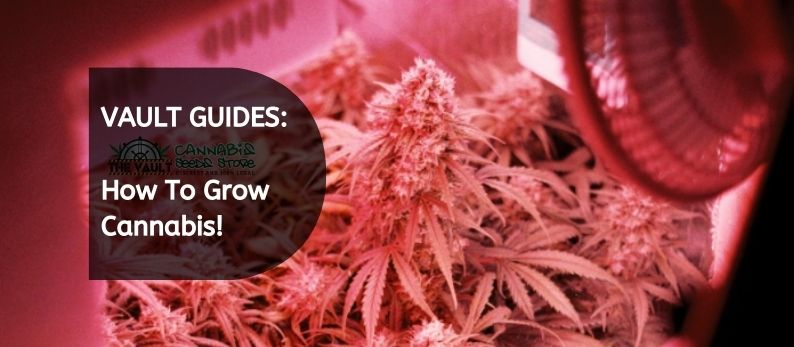 Vault Guide - How to Grow Cannabis