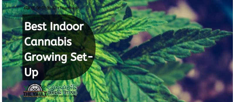 The Vault Cannabis Seed Store 26