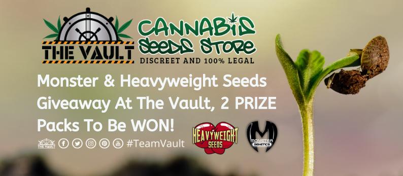 The Vault Cannabis Seed Store 28