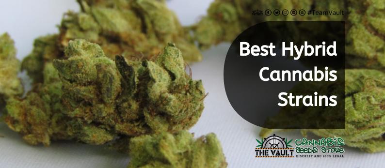 The Vault Cannabis Seed Store10