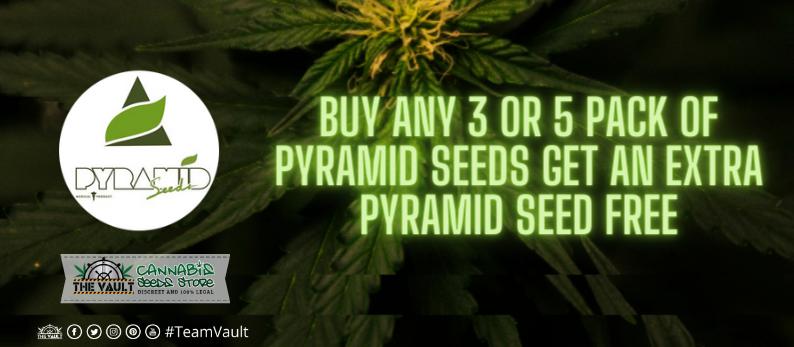 The Vault Cannabis Seed Store12