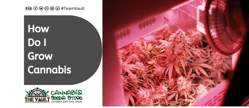 The Vault Cannabis Seed Store12