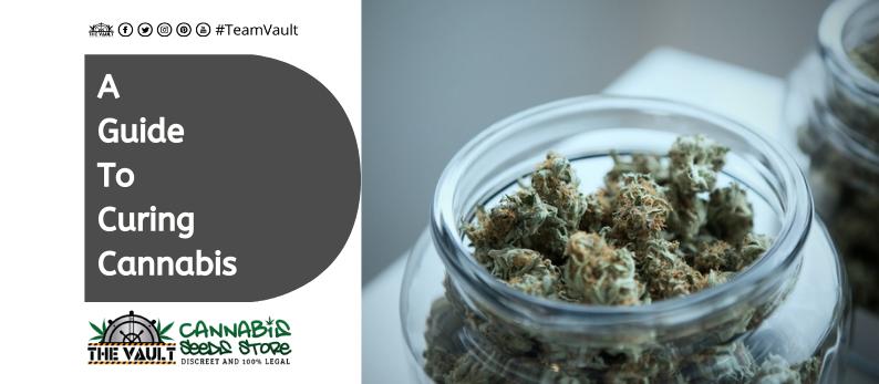 The Vault Cannabis Seed Store29
