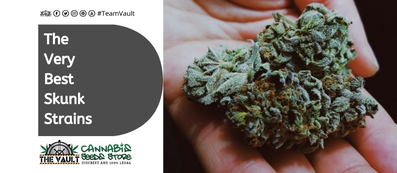 The Vault Cannabis Seed Store3