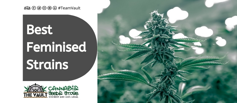 The Vault Cannabis Seed Store9