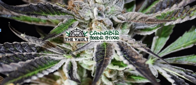 The Vault Cannabis Seed Store14