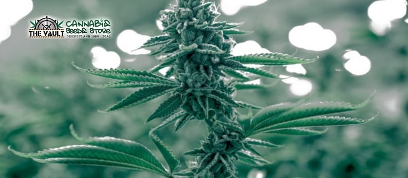 The Vault Cannabis Seed Store17 1