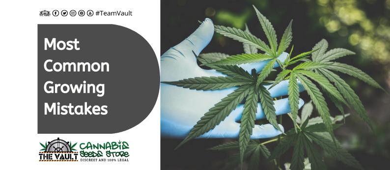 The Vault Cannabis Seed Store32