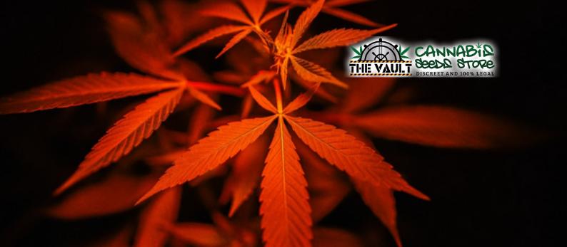 The Vault Cannabis Seed Store41