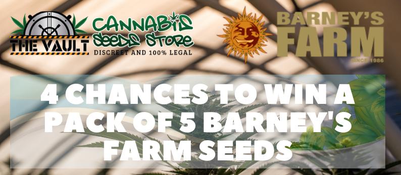 The Vault Cannabis Seed Store43