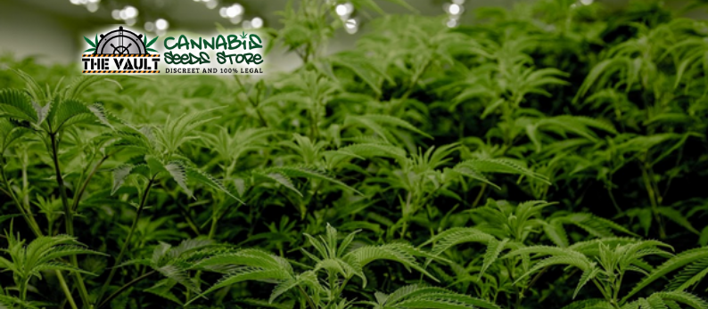 Commercial Cannabis Strains