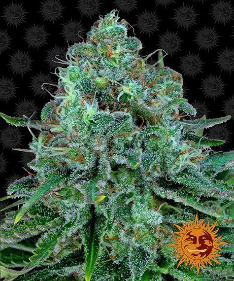 Barneysfarm_vault_critical-kush_circle_new_12_873519