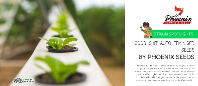 The Vault Cannabis Seed Store30