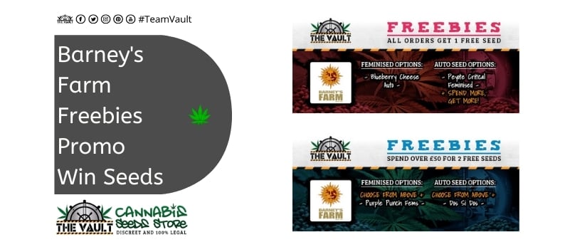 The Vault Cannabis Seed Store43