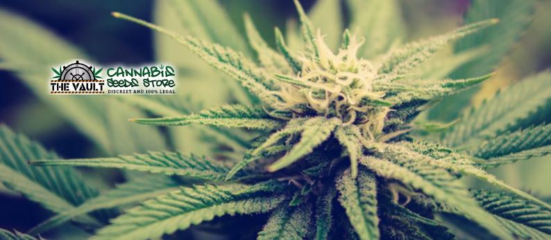 The Vault Cannabis Seed Store Cannabis Plant