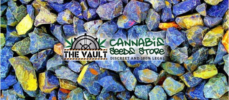The Vault Cannabis Seed Store61