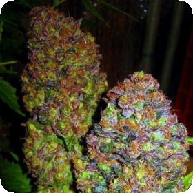 blueberry_feminised_seeds_phoenix_seeds_0