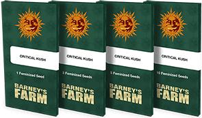 critical-kush_packet_1_seed