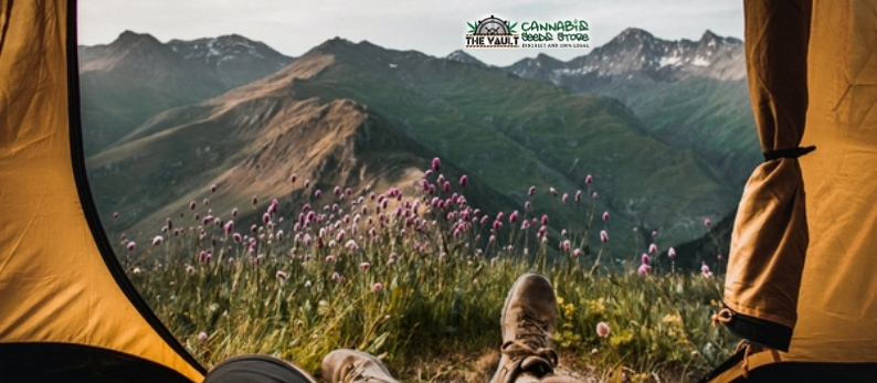 The Vault Cannabis Seed Store Camping