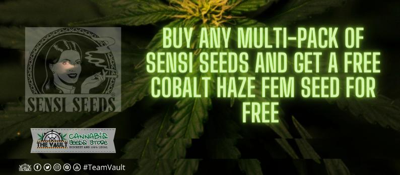 The Vault Cannabis Seed Store88