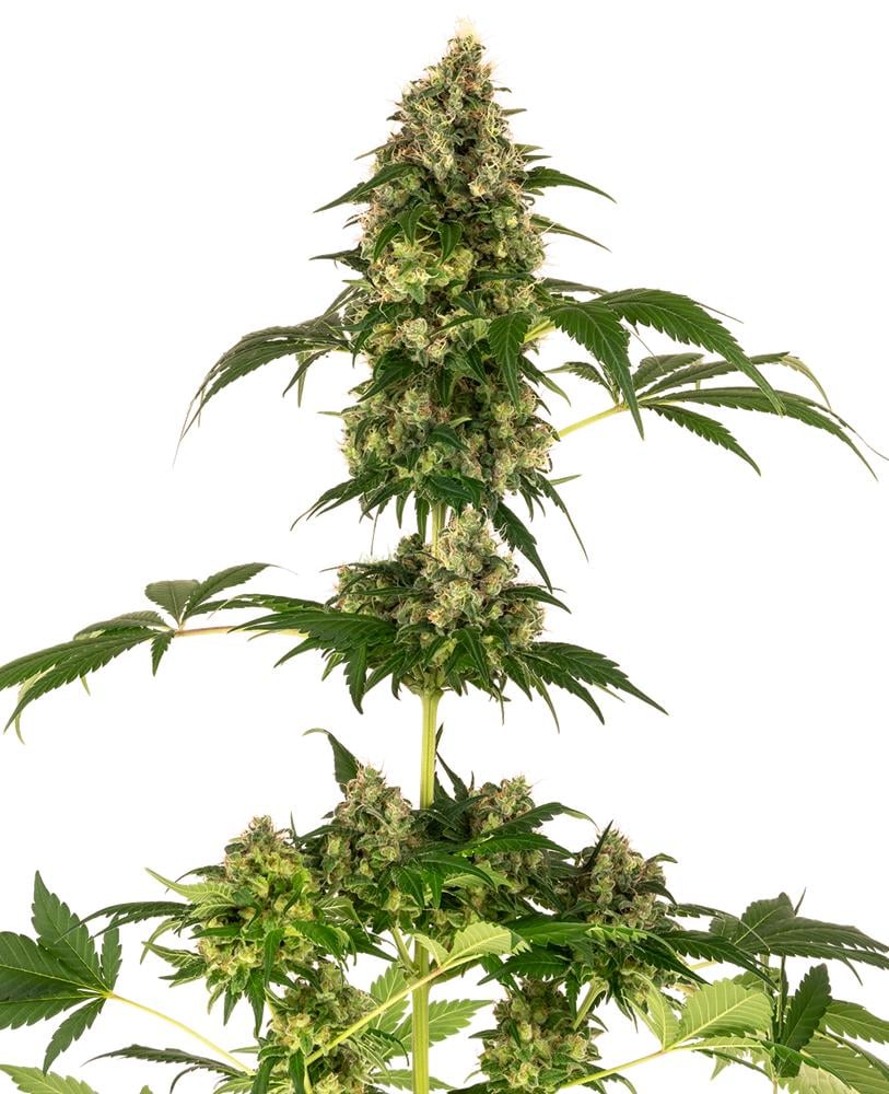cobalt haze feminized xl cobalt haze feminized xl
