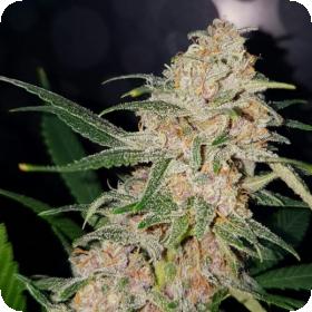 girl scout cookies feminised seeds lineage genetics 0