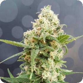 pineapple auto feminised seeds lineage genetics 0