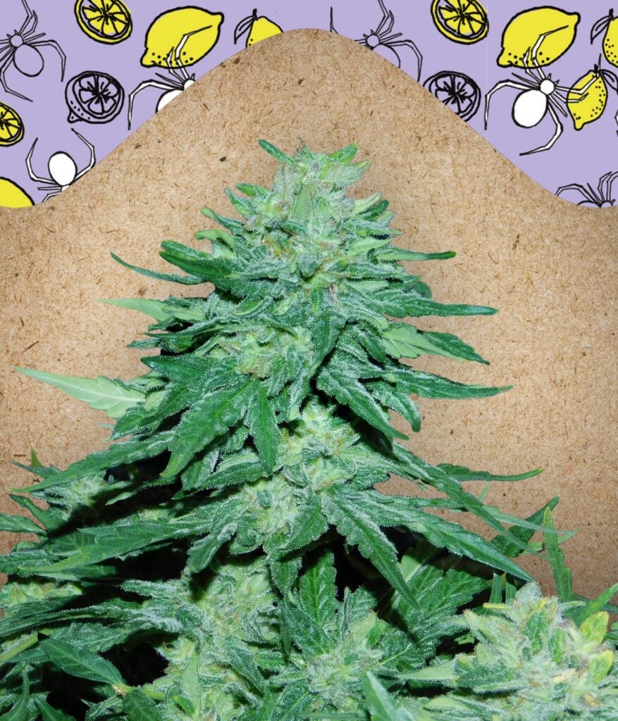 Auto White Widow Big Bud Female Seeds Auto White Widow Big Bud Female Seeds