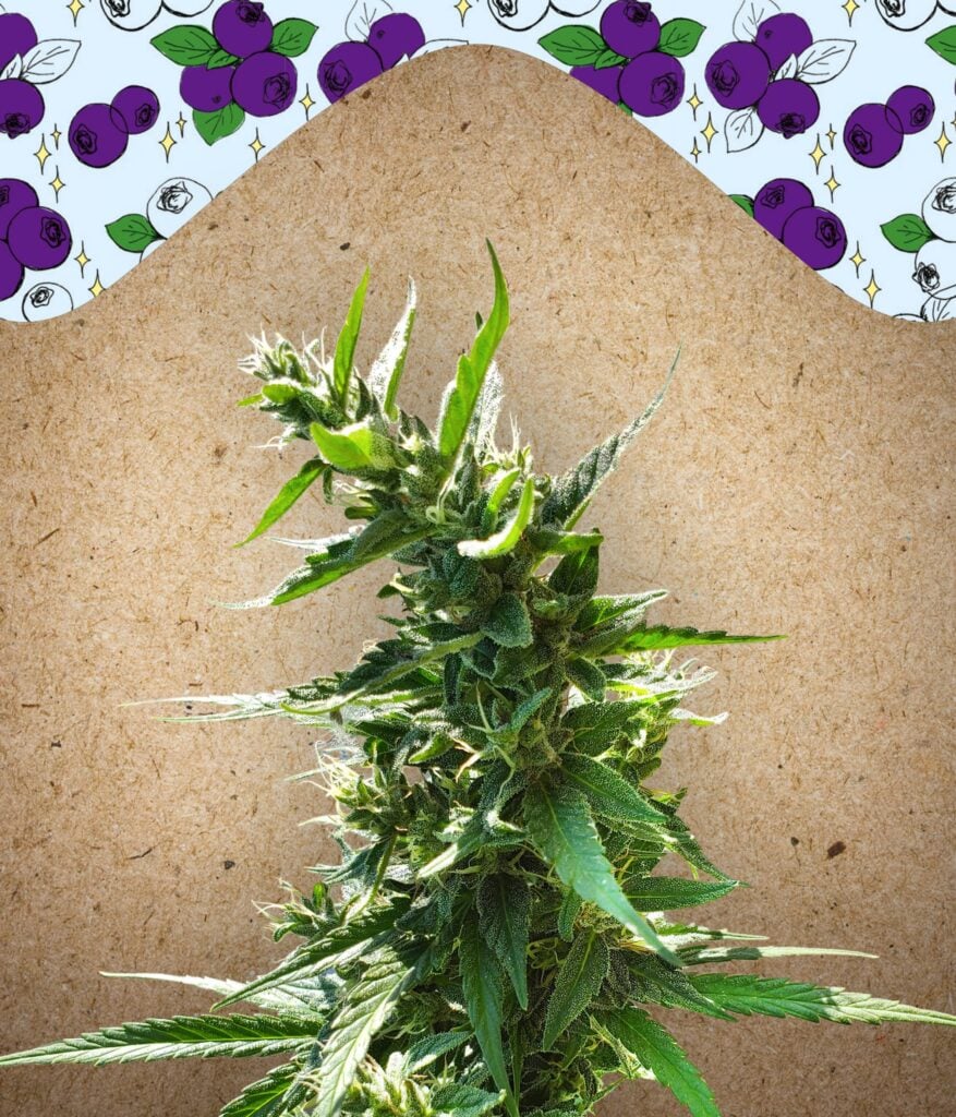 Dream Berry Female Seeds Dream Berry Female Seeds
