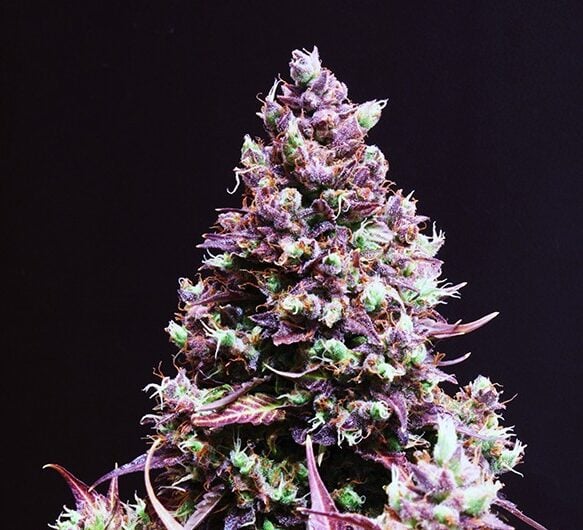 cream-caramel-auto-sweet-seeds