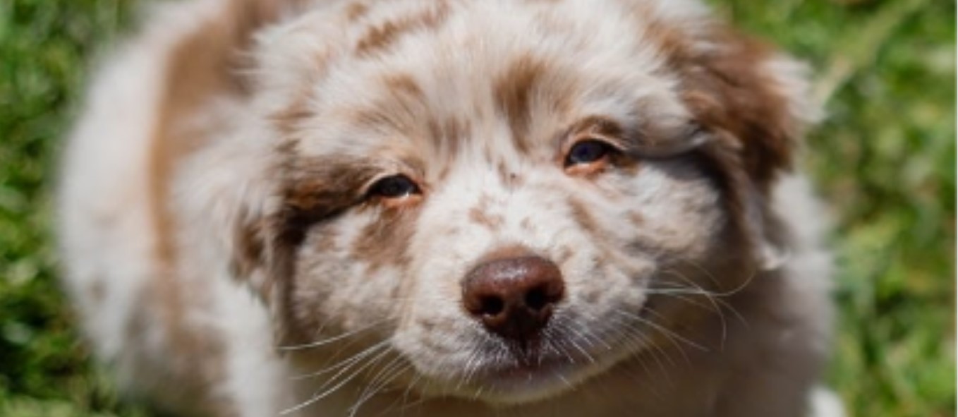 Australian shepherd