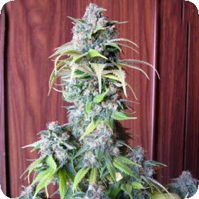 Blueberry Feminised Seeds