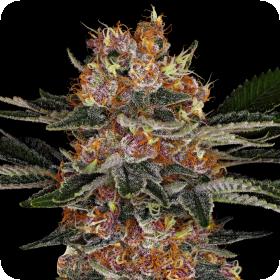 PURPLE PUNCH AUTO