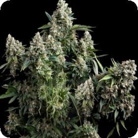 Tutankhamon Pyramid Seeds 0