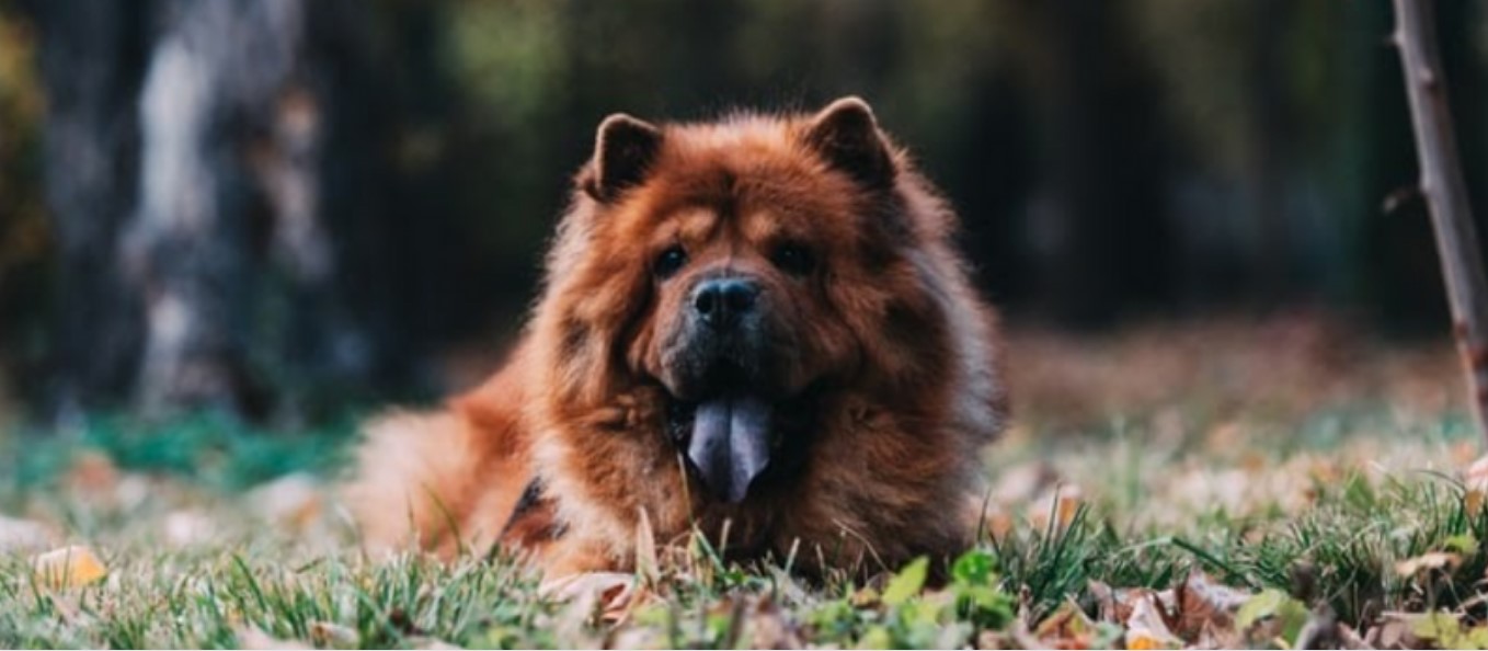 chow chow